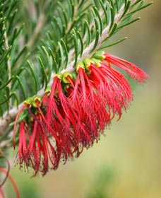 Ethel Daw Scenic Drive - Sunshine Coast Guide 0