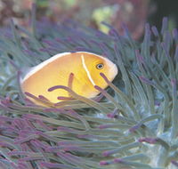 Rowley Shoals - Sunshine Coast Guide