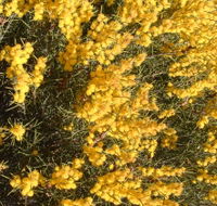 Dalwallinu Remnant Bushland - Sunshine Coast Guide