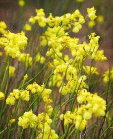 Mount Madden Scenic Drive - Sunshine Coast Guide 0