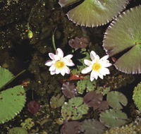 Parry Lagoons Nature Reserve - Sunshine Coast Guide