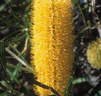 Moore River National Park - Sunshine Coast Guide