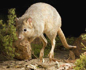 Kanyana Wildlife - Sunshine Coast Guide 0