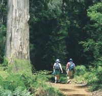 Gloucester Tree - Sunshine Coast Guide