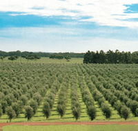 Fini Olives - Sunshine Coast Guide