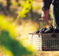 Burge Family Winemakers - Sunshine Coast Guide