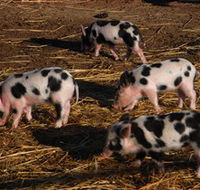 Will's Rare Breeds Farm - Sunshine Coast Guide