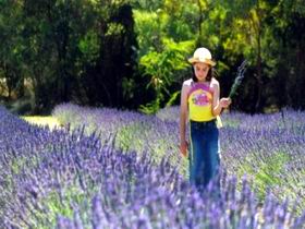 Brayfield Park Lavender Farm - Sunshine Coast Guide 0