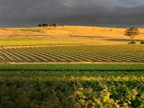 Kellermeister Wines - Sunshine Coast Guide 0