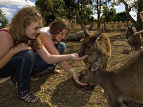 Kangaroo Island Wildlife Park - Sunshine Coast Guide 0