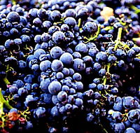 Laurel Bank Vineyard - Sunshine Coast Guide