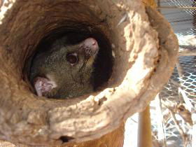 Mulga Sanctuary And Wildlife Park - Sunshine Coast Guide 0