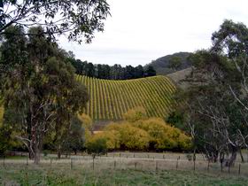 Mt Bera Vineyards - Sunshine Coast Guide 0