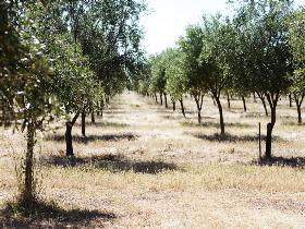 Talinga Grove Olive Oils - Sunshine Coast Guide 0