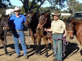 Coffin Bay Brumby Preservation Society Incorporated - Sunshine Coast Guide 0