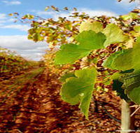 Mirabella Vineyards - Sunshine Coast Guide