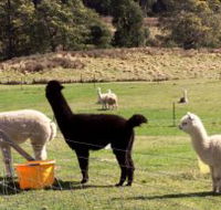 Maydena Country Cabins Accommodation  Alpaca Stud - Sunshine Coast Guide