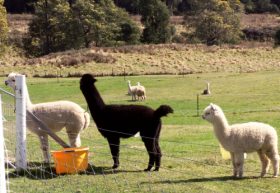 Maydena Country Cabins Accommodation & Alpaca Stud - Sunshine Coast Guide 0