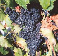 Darlington Vineyard - Sunshine Coast Guide