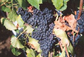 Darlington Vineyard - Sunshine Coast Guide 0
