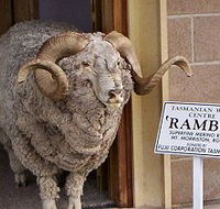 Tasmanian Wool Centre - Sunshine Coast Guide