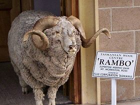 Tasmanian Wool Centre - Sunshine Coast Guide 0
