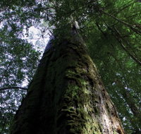 Styx Big Tree Reserve - Sunshine Coast Guide