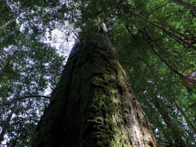 Styx Big Tree Reserve - Sunshine Coast Guide 0