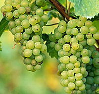 TP Vineyards - Sunshine Coast Guide