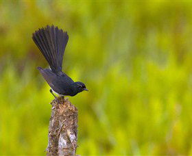 Holmes Jungle Nature Park - Sunshine Coast Guide 0