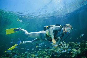 Kirra Reef Dive Site - Sunshine Coast Guide 0