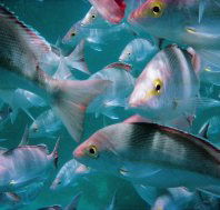 Palm Beach Reef Dive Site - Sunshine Coast Guide