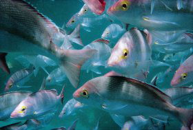 Palm Beach Reef Dive Site - Sunshine Coast Guide 0