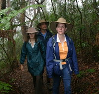 Mount Cougal Springbrook National Park - Sunshine Coast Guide