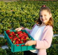 Strawberry Fields - Sunshine Coast Guide