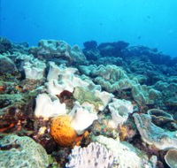 Mudjimba Old Woman Island Dive Site - Sunshine Coast Guide