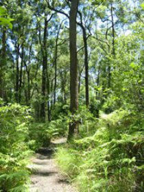 Mapleton Falls National Park - Sunshine Coast Guide 0