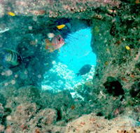 Michaelmas Cay Dive Site - Sunshine Coast Guide
