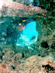 Michaelmas Cay Dive Site - Sunshine Coast Guide 0