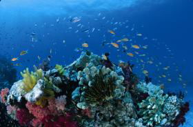 Southern Small Detached Reef Dive Site - Sunshine Coast Guide 0