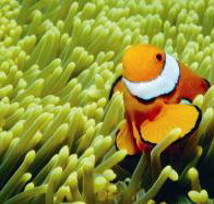 Thetford Reef Dive Site - Sunshine Coast Guide