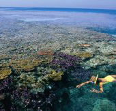 Split Bommie Dive Site - Sunshine Coast Guide