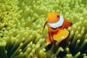 Cobia Hole Dive Site - Sunshine Coast Guide 0