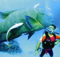 Cod Hole Dive Site - Sunshine Coast Guide