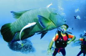 Cod Hole Dive Site - Sunshine Coast Guide 0
