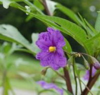 Alpha Native Flower Garden - Sunshine Coast Guide
