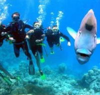 Gotham City Dive Site - Sunshine Coast Guide