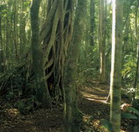 Mount Bithongabel - Sunshine Coast Guide
