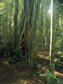 Mount Bithongabel - Sunshine Coast Guide 0