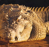 Koorana Crocodile Farm - Sunshine Coast Guide